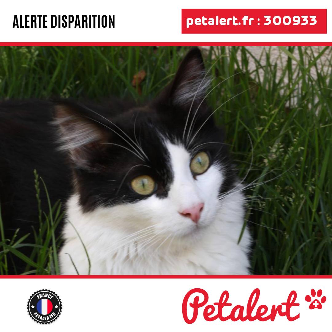 petalert_france's tweet photo. Disparu #Chat #Vaucluse #Merindol #Petalert #PetAlert84 / https://t.co/SEXj1n0qqC https://t.co/920C0tVkPy