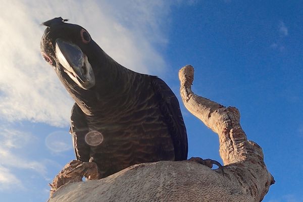 Murdoch University tweet media