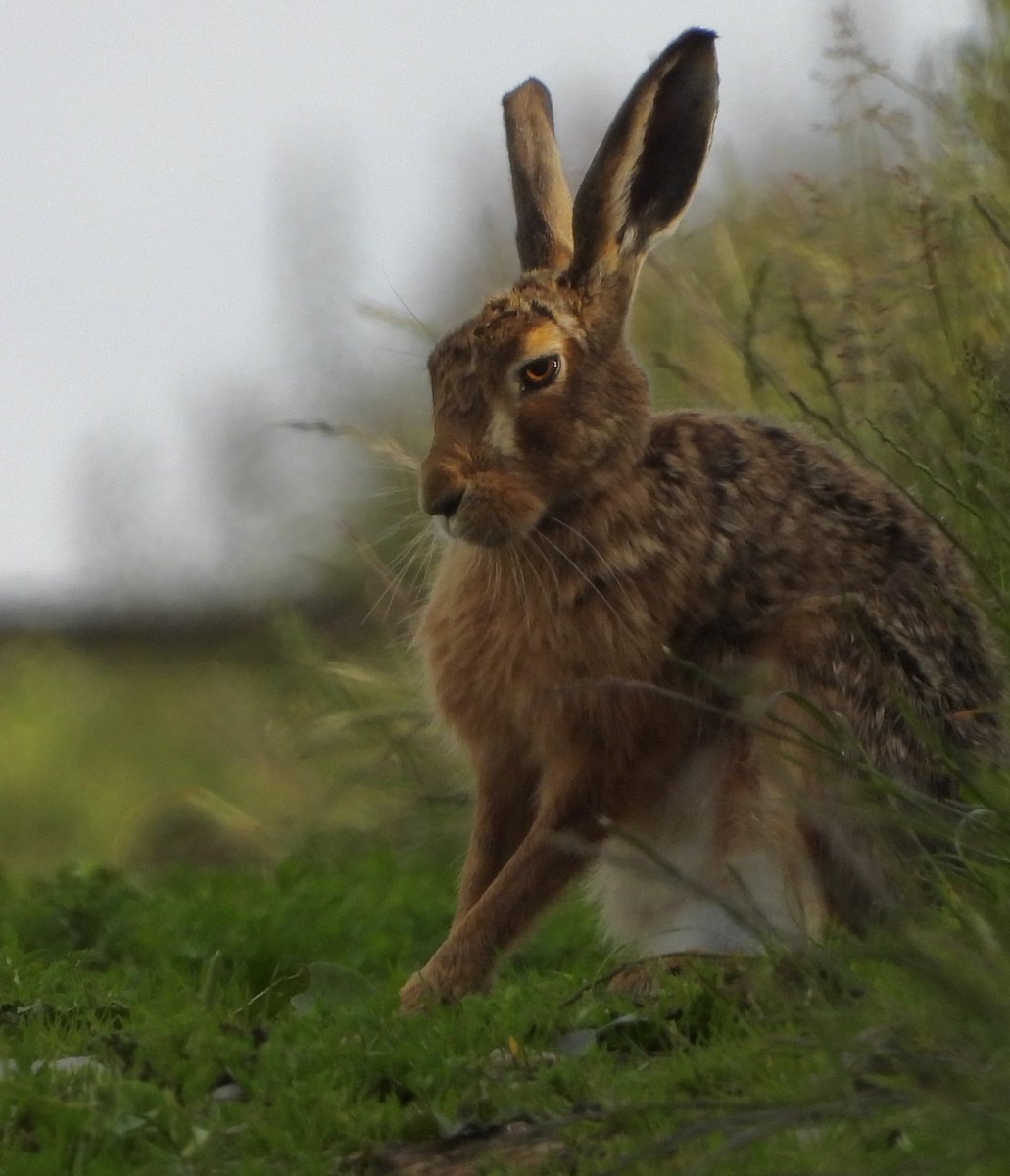 “Your Daily Dose Of Hare” 🧡🧡🧡

#Nature #Photography #NaturePhotography #Hares #BeKind