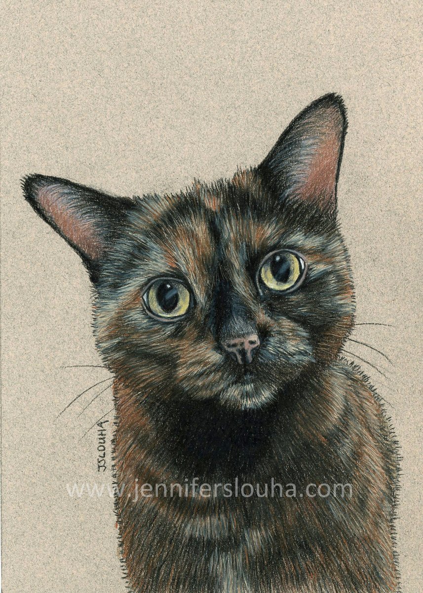 JenniferSlouha's tweet photo. A 5x7 inch commissioned pet sketch that I completed earlier this month.  #artistsontwitter #animalart #coloredpencil #coloredpencilart #catart #CatsOfTwitter #Commission #furbaby #petsketch #petportrait #pencilart #sketch https://t.co/zZkKcWkYWe