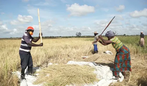Happy December! 🤗 
We are happy to see our #farmers efforts have yielded results. We salute our farmers for their immense contributions to #FoodSecurity and say a big thank you.
#ThankAFarmer
#TEAMSProgram

#Agriculture #Zerohunger #SDG2
@SwedeninMZ