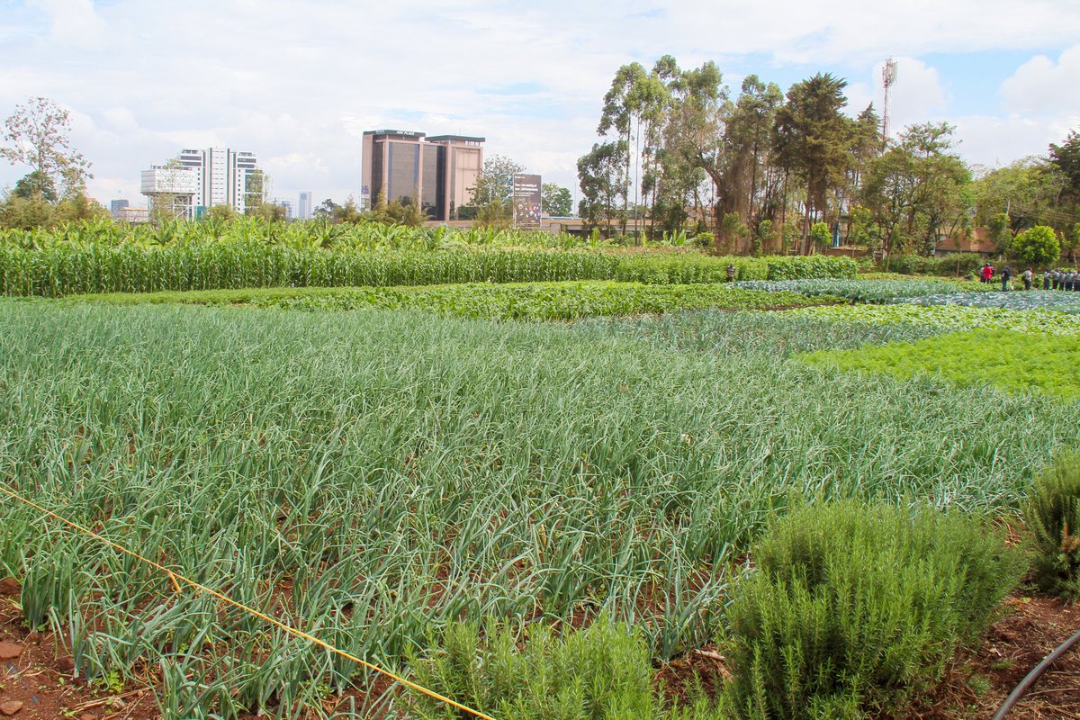 kalromkulima's tweet photo. Want to learn about crops diversification for food &amp; nutrition security. Join us from 9-10 December 2022 at the KALRO Kabete Field Day. #TukutaneNarlFieldDay @ezra_muinde_ @KALRONjoro @KilimoNews @kilimoKE @rootooba @rodgers_kirwa @Cipotato @ILRI @kenaff_farmers @KiambuCountyGov https://t.co/iFdo4GlY55
