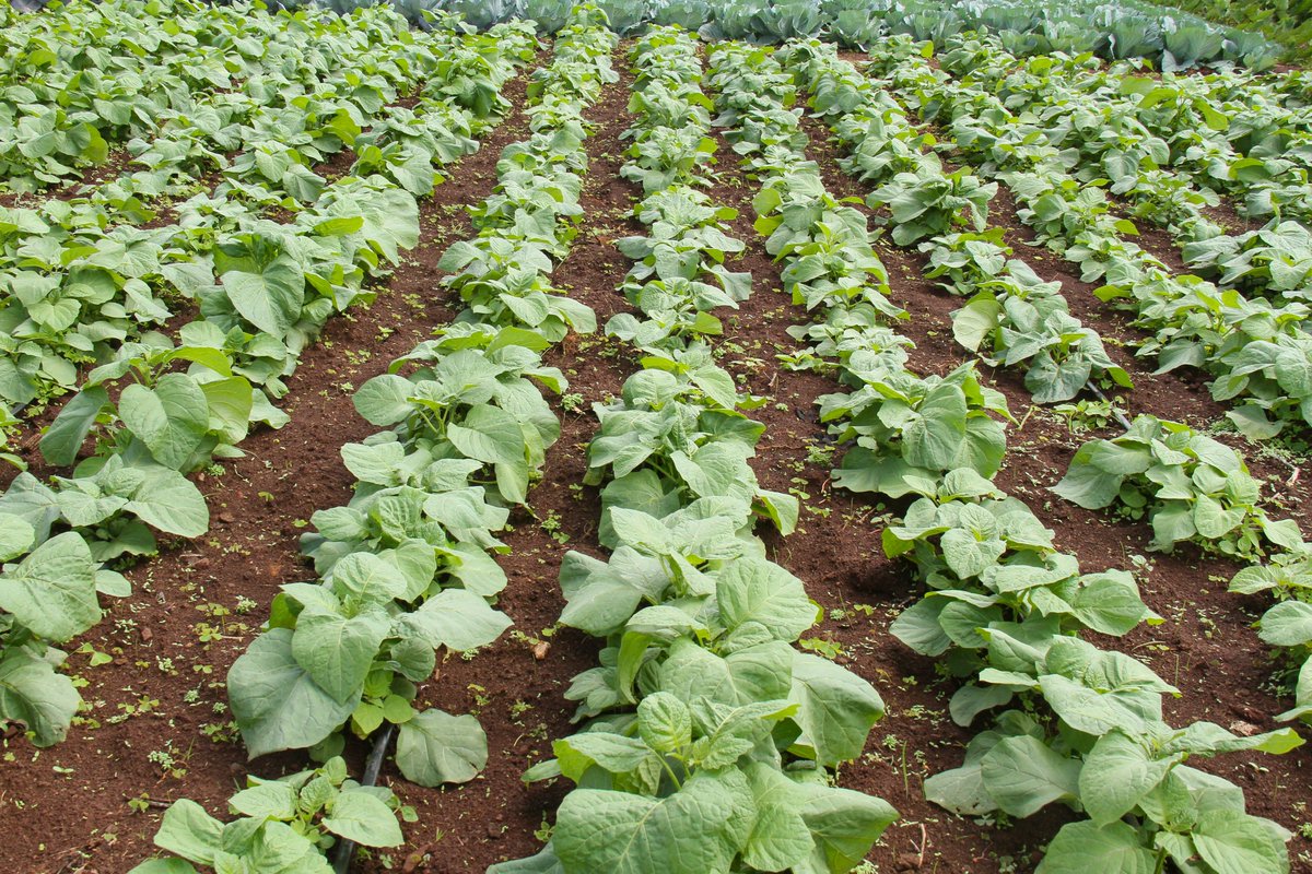 kalromkulima's tweet photo. Want to learn about crops diversification for food &amp; nutrition security. Join us from 9-10 December 2022 at the KALRO Kabete Field Day. #TukutaneNarlFieldDay @ezra_muinde_ @KALRONjoro @KilimoNews @kilimoKE @rootooba @rodgers_kirwa @Cipotato @ILRI @kenaff_farmers @KiambuCountyGov https://t.co/iFdo4GlY55