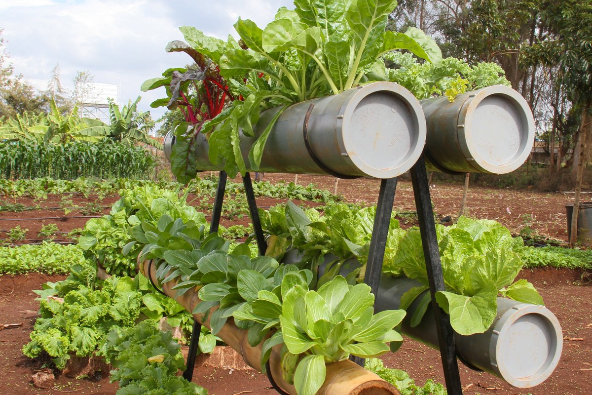 kalromkulima's tweet photo. Want to learn about crops diversification for food &amp; nutrition security. Join us from 9-10 December 2022 at the KALRO Kabete Field Day. #TukutaneNarlFieldDay @ezra_muinde_ @KALRONjoro @KilimoNews @kilimoKE @rootooba @rodgers_kirwa @Cipotato @ILRI @kenaff_farmers @KiambuCountyGov https://t.co/iFdo4GlY55