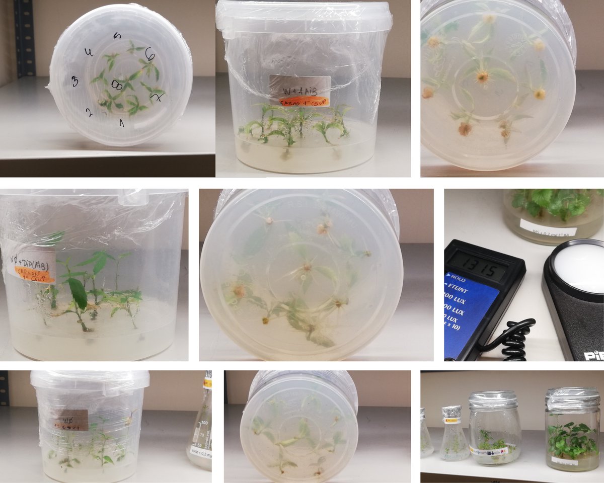 XuvenCiencia's tweet photo. Vitroplant, para o cultivo de árbores  in vitro, é o kit máis veterano de XuvenCiencia. É un gusto comprobar o ben que funciona no marco do proxecto #ConviviodeCiencia. Coñece a nosa escola de botánicas!!! 
https://t.co/0GNhac5EWO https://t.co/S3SVT3yOvC