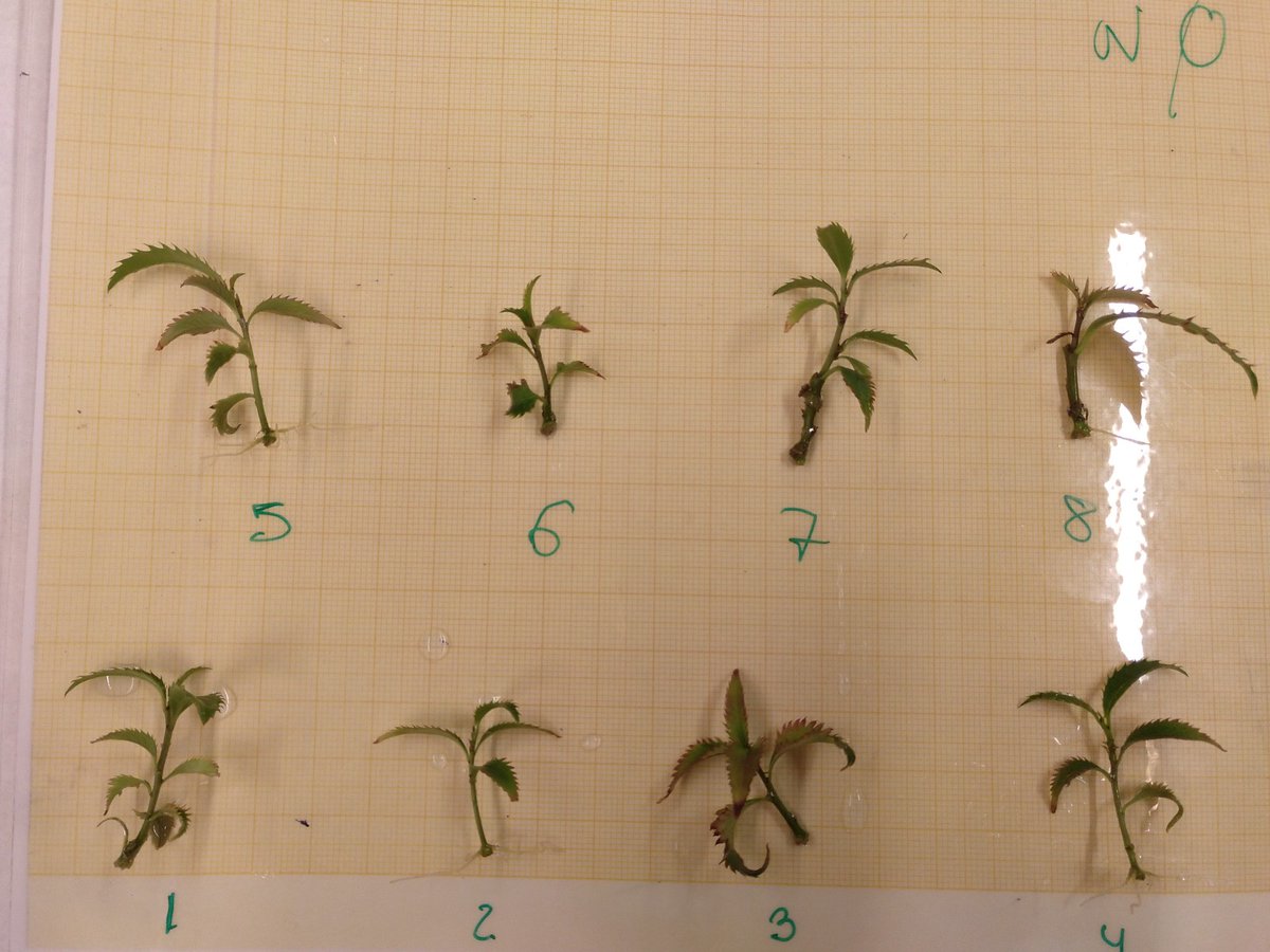 XuvenCiencia's tweet photo. Vitroplant, para o cultivo de árbores  in vitro, é o kit máis veterano de XuvenCiencia. É un gusto comprobar o ben que funciona no marco do proxecto #ConviviodeCiencia. Coñece a nosa escola de botánicas!!! 
https://t.co/0GNhac5EWO https://t.co/S3SVT3yOvC