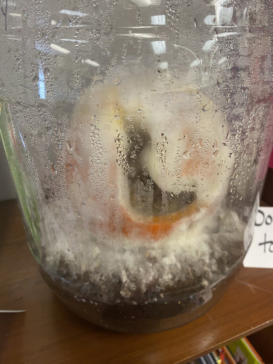 Wow!  Pumpkin Sally is a snowball!  #PumpkinJack #WillHubbell <a href="/jagee4211/">Jessica Agee</a>