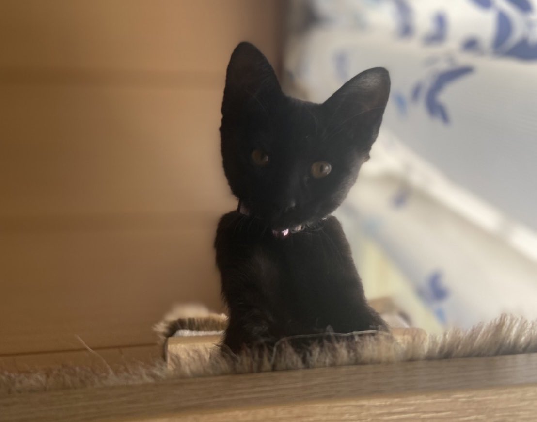 Twitter Shizu على تويتر Catparty Agent うには 見下す を手にいれた Twitter Shizu على تويتر Catparty Agent うには 見下す を手にいれた