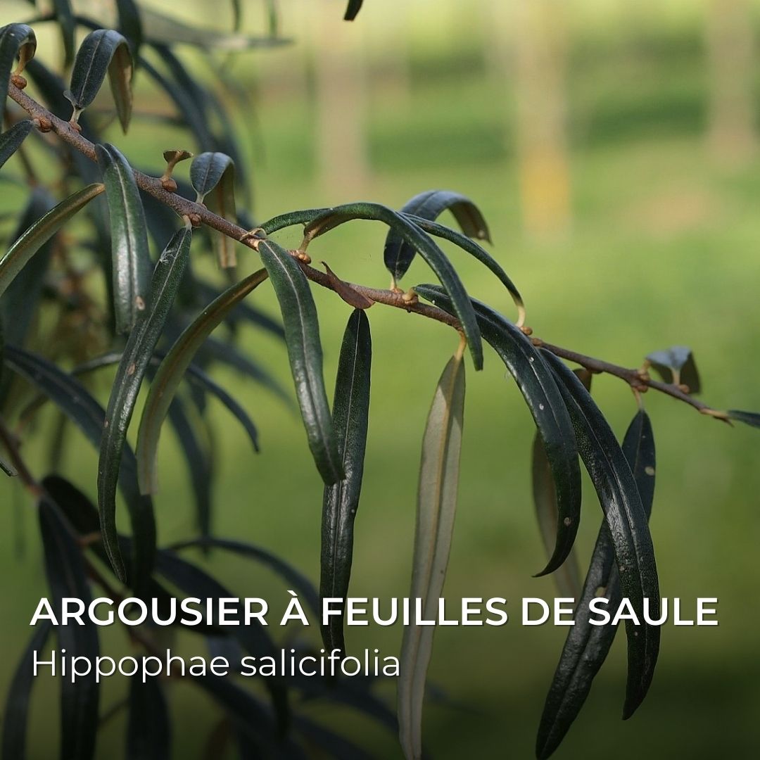 VegetalMonde's tweet photo. Quelques #espèces d'#argousier. De superbes #arbustes comestibles et médicinaux qui produisent de #fruits très riches en #vitamines C. https://t.co/YnMBPhyBv3