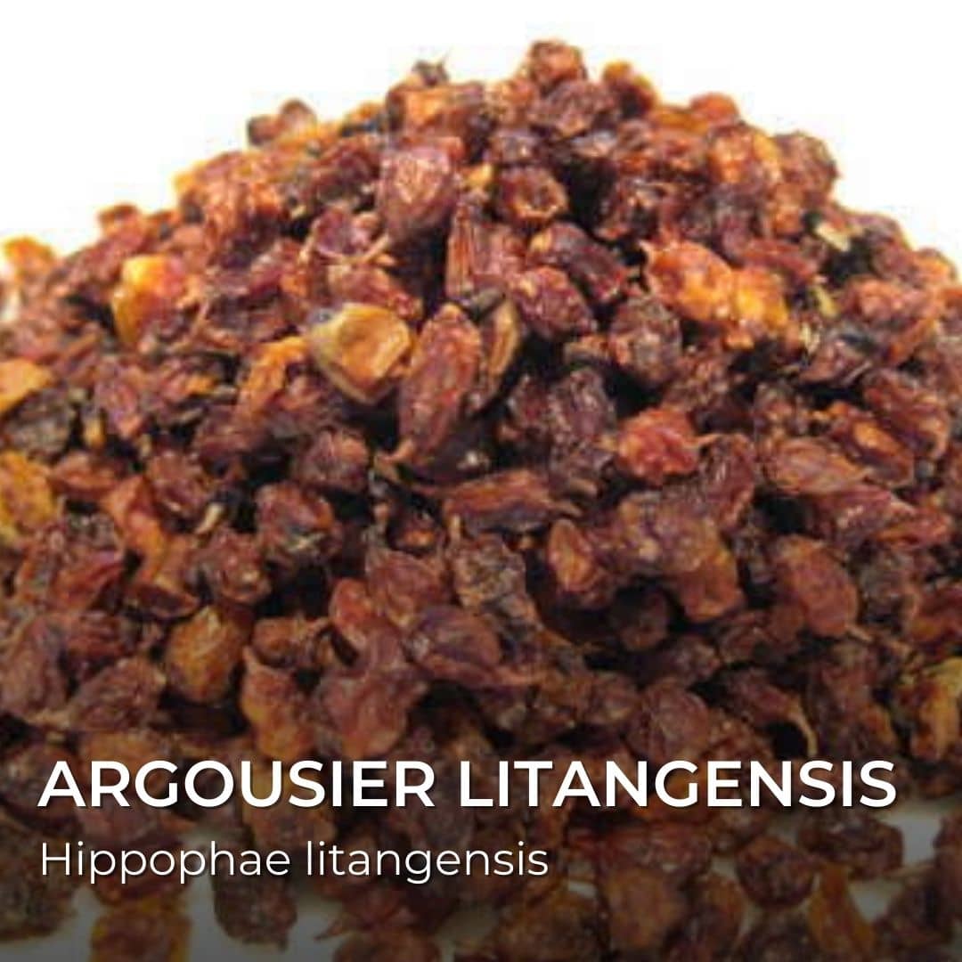 VegetalMonde's tweet photo. Quelques #espèces d'#argousier. De superbes #arbustes comestibles et médicinaux qui produisent de #fruits très riches en #vitamines C. https://t.co/YnMBPhyBv3