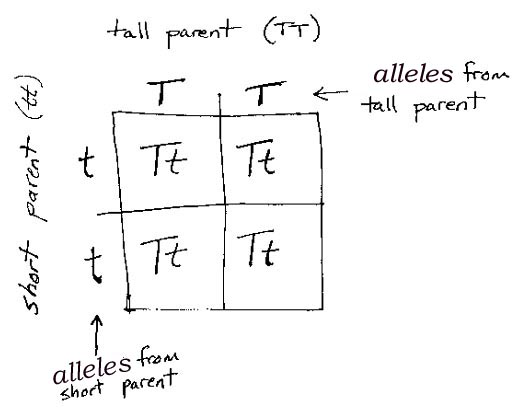 Inheritance

Here we will look at how genetic information is passed from generation to generation.