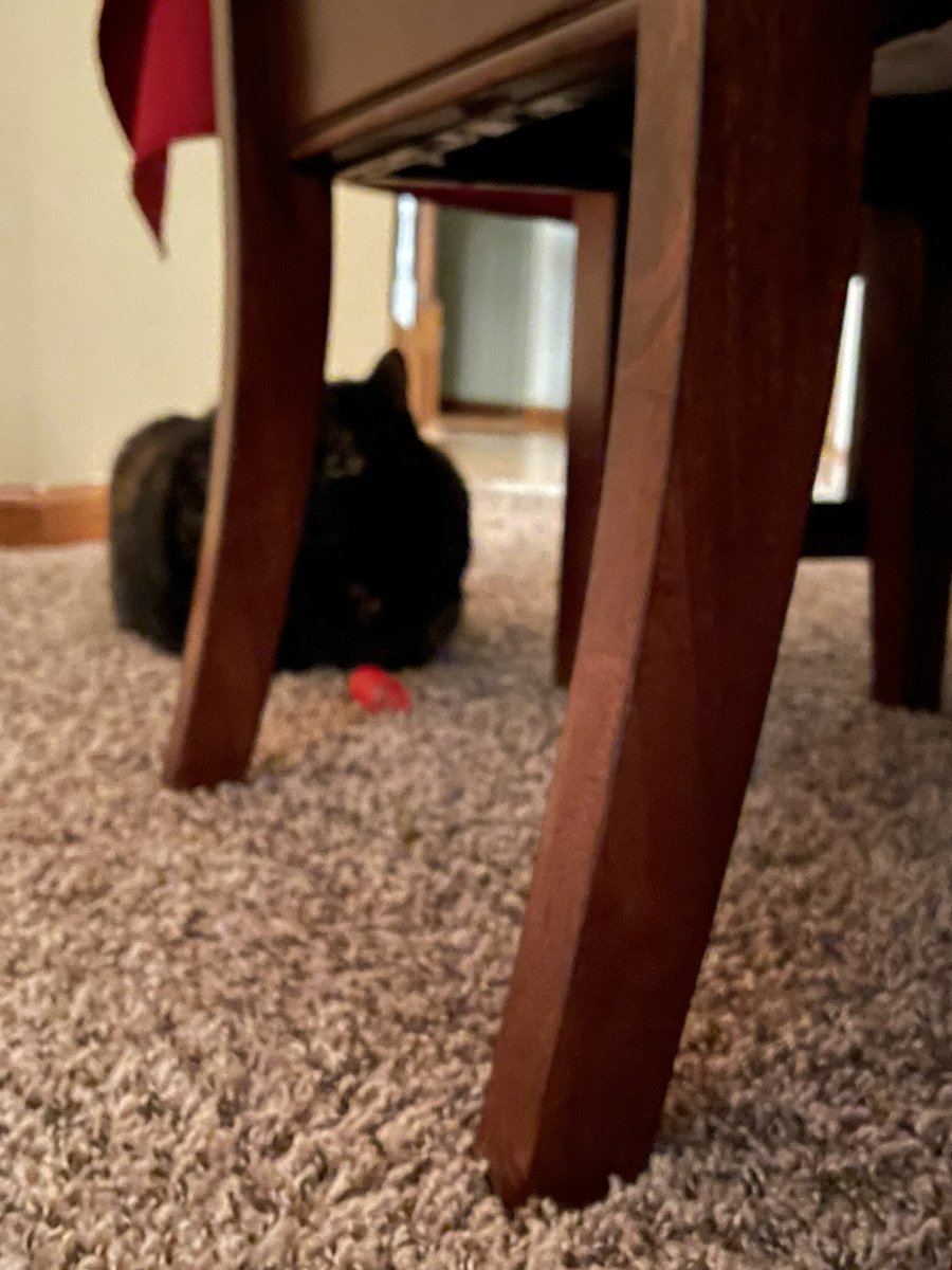 We opened the first door on our kitty advent calendar today and got a red spring to play with! What a fun toy! Wishing Mew all lots of love today &amp; always. Here’s my sissy Greta looking at it:
