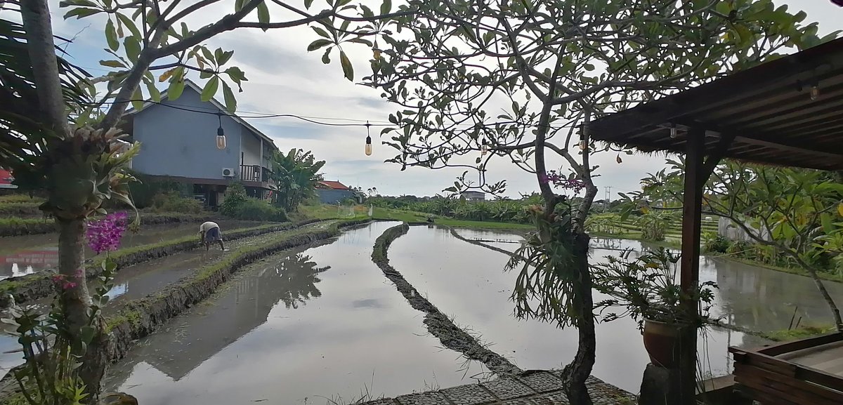 Teletrabajar así es un gustazo #Bali #Indonesia