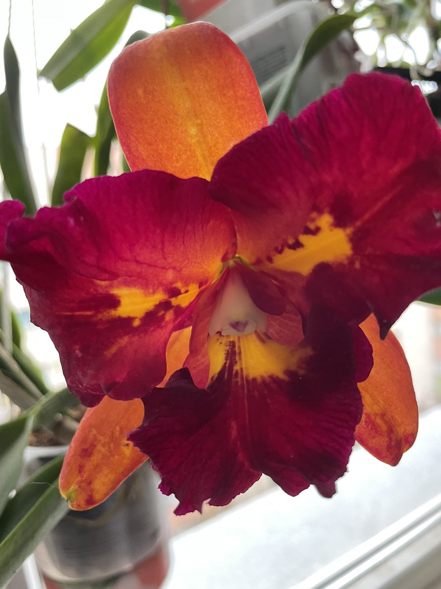 pisi_9's tweet photo. Rlc. Chunfong Little Sun, a very fragrant sun in a very cold and rainy day #cattleya #orchid #orchids #Flowers #flower #flowerphotography https://t.co/poq4RH6pgN