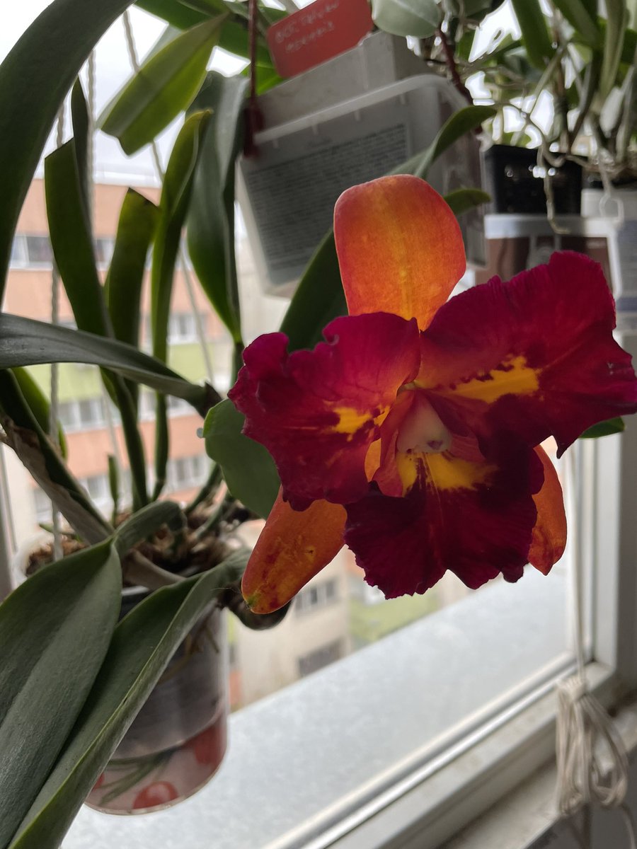 pisi_9's tweet photo. Rlc. Chunfong Little Sun, a very fragrant sun in a very cold and rainy day #cattleya #orchid #orchids #Flowers #flower #flowerphotography https://t.co/poq4RH6pgN