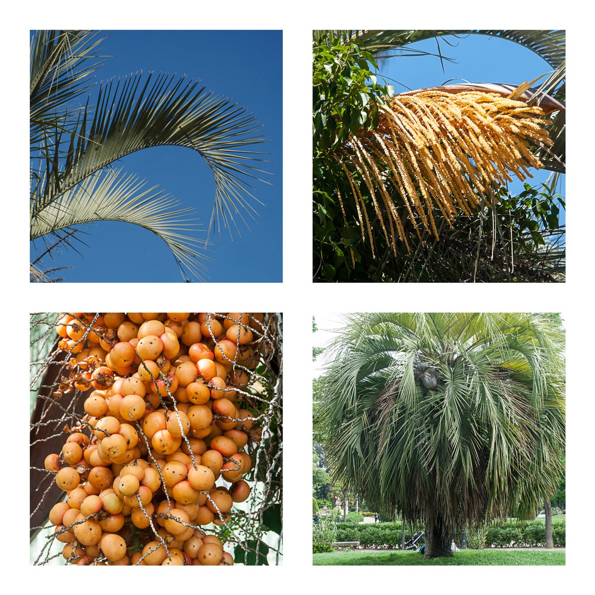 AEPJP's tweet photo. La palmera de jalea (Butia capitata) es una palmera (familia Arecaceae), originaria del centro-oriente de Brasil. Esta especie puede formar híbridos con otras especies de palmeras como la Syagrus romanzoffiana, con la cual forma un híbrido denominado Butiagrus. 

@Subenuix1 https://t.co/mHdrqmjnlt