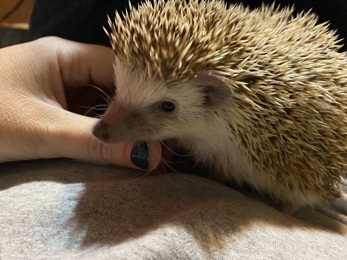 I haz had a reeport that ze hedgecactus has, after 2.5 years since his rescoo, for ze FIRST TIME, acshooally solissited attenshun frum hoomum. Iz normal for hedgacti not soshulized properly as bebs to not want attenshun bc they are solitary critters. 

Ugh, cactus thing gross 🙄