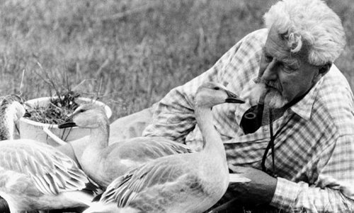 Yumurtadan çıkan kazların anneleri sandığı, Nobel ödülü sahibi, zoolog Konrad Lorenz özellikle hayvan çalışmaları ile bilinir. Daha az bilinen özelliği ise kendi deyimiyle "toplumdaki 'embesillerin' ve tortuların" temizlenmesi gerektiğine inanan bir Nazi sempatizanı olmasıdır.