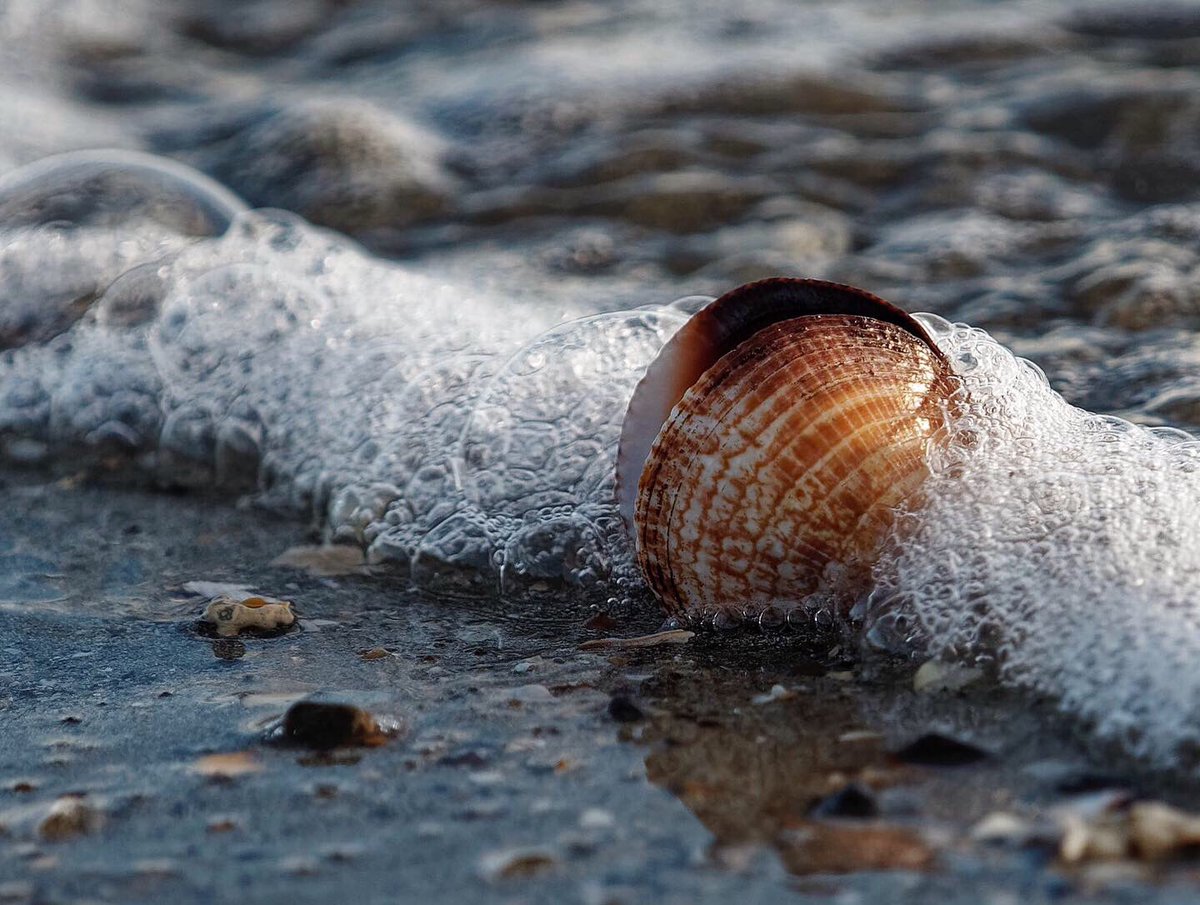 dul_cimer's tweet photo. Un peu d’écume ce matin. Un peu de sel, de soleil, de rochers, d’immensité, d’éternité.
#saintjacutdelamer #mer #ocean #ecume #shell #bretagne #cotesdarmor #ile #breton #sea #plage #summer #bretagnetourisme #bzh #dinancapfreheltourisme #novembersucks https://t.co/3dRrHQONN9