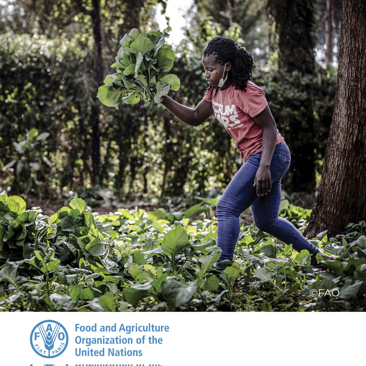 FAOAfrica's tweet photo. Engaging young women and men in an agricultural sector characterized by an ageing labour force is crucial to ensure sustainable food security, reducing youth unemployment, and combat unplanned migration. https://t.co/CqkJE4T7uP