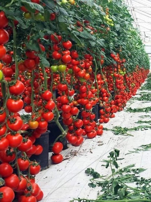 thegloryadeniyi's tweet photo. Agriculture is a Business and not a Poor Man profession.

Am giving out 10 e-copy to 10 people on how to grow Tomato from A - Z in their Garden.  You must retweet and be following. Will pick randomly👍
 
 #womeninagriculture #youthinagriculture #agriculture #africa #foodsecurity https://t.co/9TSRtgHPiT