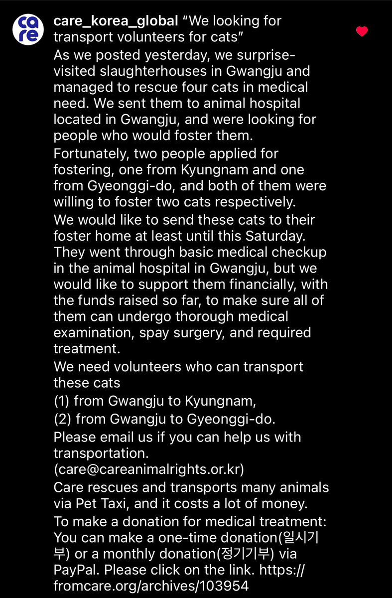 FromCareKorea's tweet photo. We would like to send these cats to their foster home at least until this Saturday. 

#Care rescues and transports many animals via Pet Taxi, and it costs a lot of money. 
​
📍You can make a one-time donation or a monthly donation via PayPal
👉https://t.co/ezCtjlaFlb
​
#watchdog https://t.co/HhiWVAU7DX