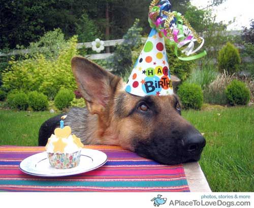 gsrescueelite's tweet photo. Happy Birthday GSRE 🎂  
We are 10 years old today 🎉
Thank you to all our followers for your continued support of GSRE we appreciate you all so much ❤️
#TeamGSRE #dogs #GermanShepherd #Birthday https://t.co/fgAnJ4oLSN
