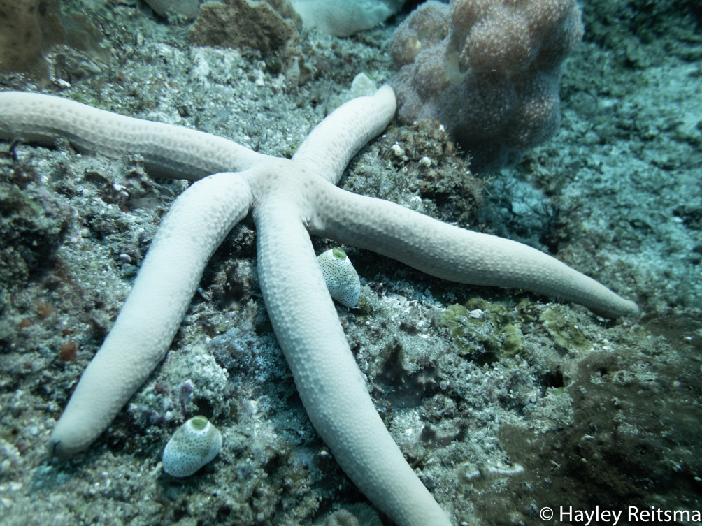 faup123's tweet photo. Want to take your shots from bleh to wow! A 'before and after' photo from a student .The tips are simple:
1. Avoid shooting down;
2. Look for unusual angles and shoot across  to get separation from an ugly background

 #underwaterphotography #TipThursday #Thursdaytips https://t.co/gRzG7GJUTe