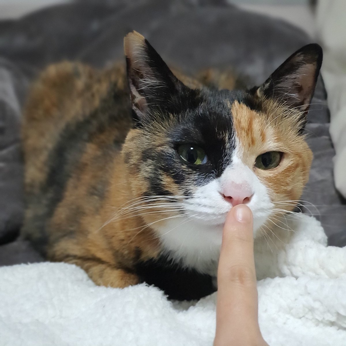 cookie190409's tweet image. 🐱👈