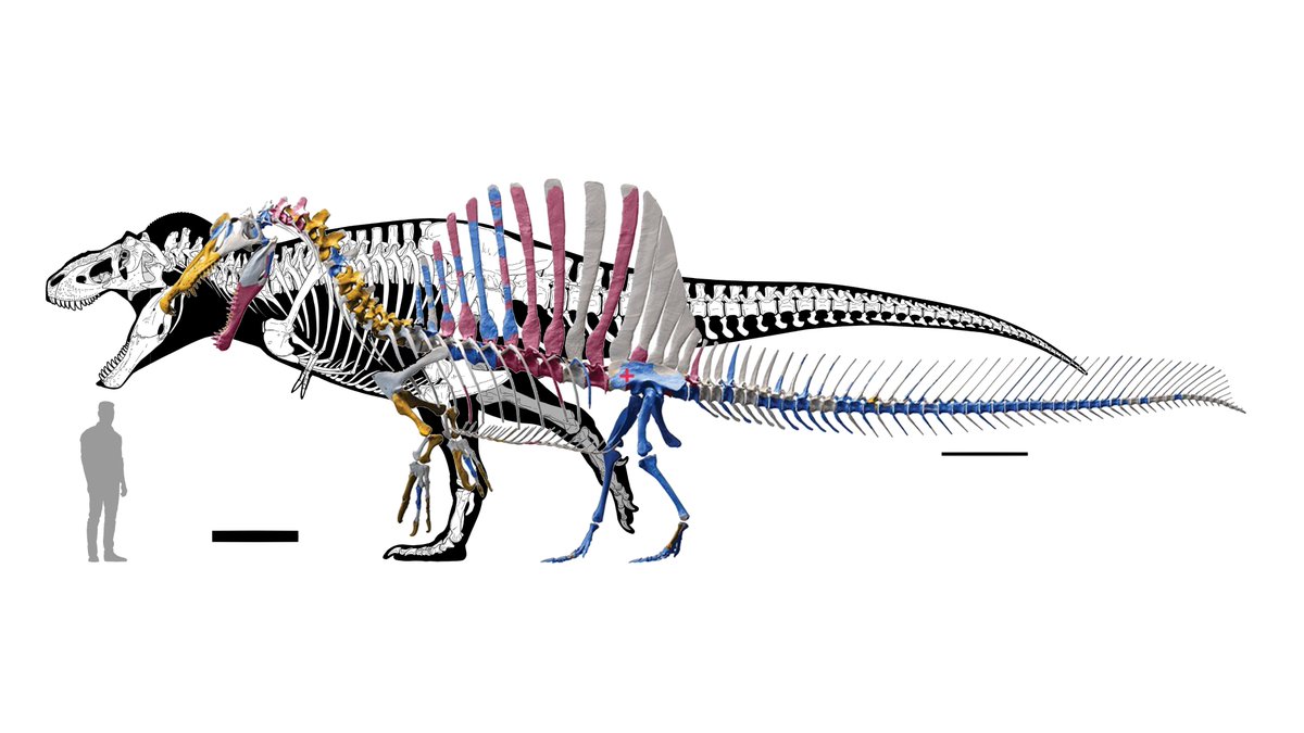 Knight Steve On Twitter T Rex Scotty Compared To Spinosaurus From knight-steve-on-twitter-t-rex-scotty-compared-to-spinosaurus-from