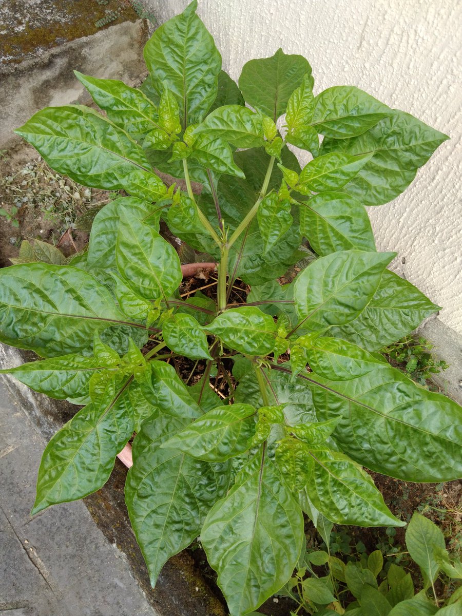 bebienang1's tweet photo. Flowering of habanero pepper. 
#pepper
#SeedlingProduction
#environment
#nature https://t.co/z6LHID89Jq