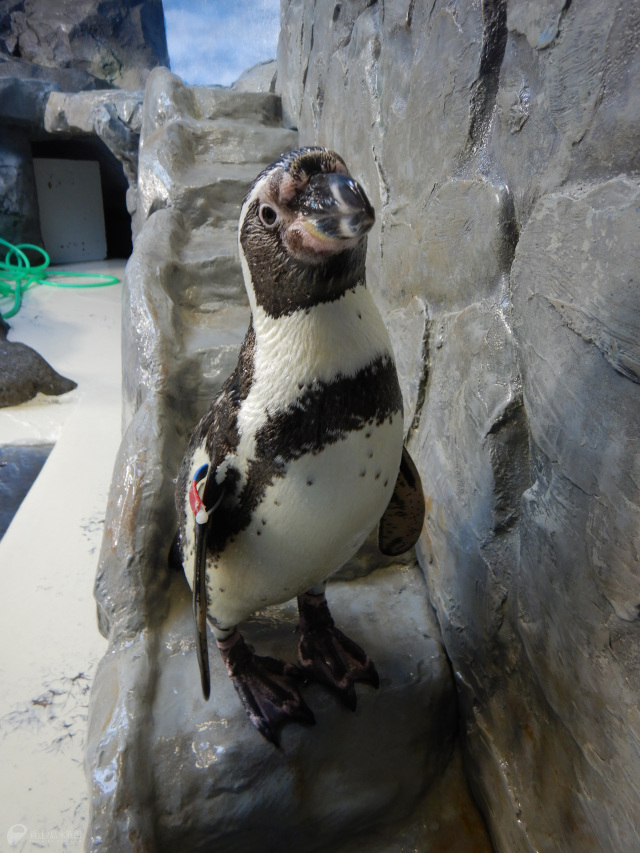 《まいにちペンギン》
トップバッターはフクでっす！ 絶賛大人の階段登り途中！😆♬　🐧：フク♀