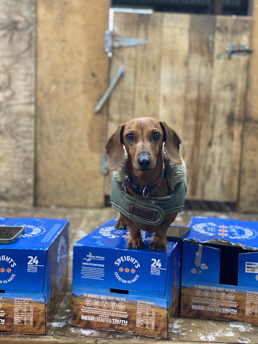 GurtandPops's tweet photo. My pride of the south 🥰. Check out our latest book Wool’s The Word on our website https://t.co/nRaMQKyeBn https://t.co/629SwHc5Xa