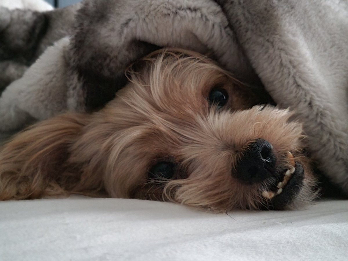 lndadew21's tweet photo. @JoJoFromJerz This is Paco. He's my tormentor and best friend at work (I work from home). A rescue now 11 yrs old. https://t.co/mZO4yYvk1t