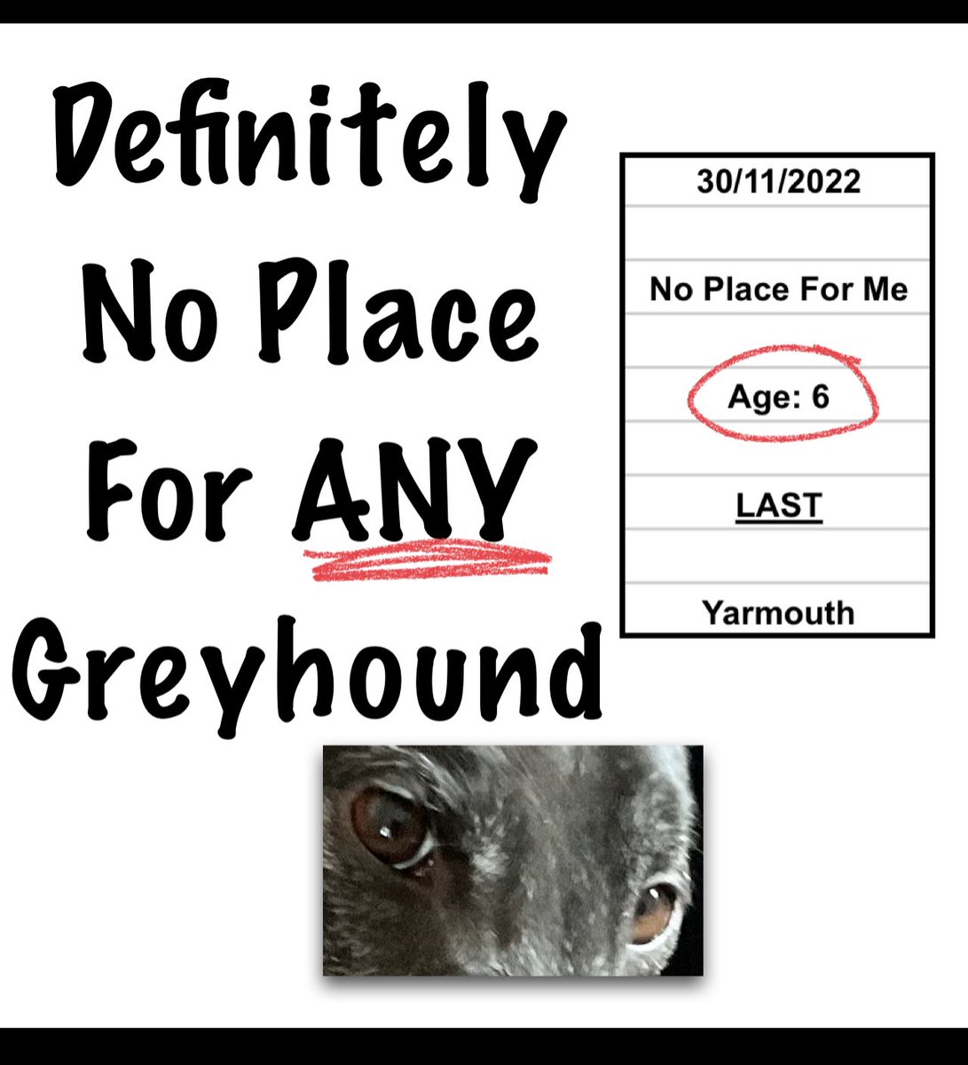 So desperate for dogs, Yarmouth allows old dogs to run… A good life for every greyhound? Yeah right! <a href="/gbgb/">gbgb</a> <a href="/yarmouthstadium/">yarmouthstadium</a>