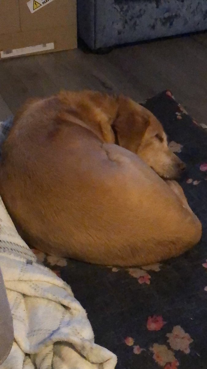 KristyB70sbaby's tweet photo. Happy December 1st, 🎄wake me when the Christmas treats start coming out 🐾 https://t.co/NXheQLZzIm