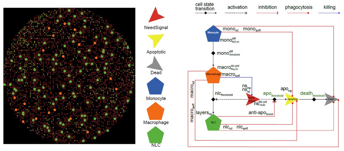 2/ We developed an agent-based model in #netlogo of cancer cells and macrophages in which cells can move randomly or by chemotaxis, exchange signals, eat, and die.