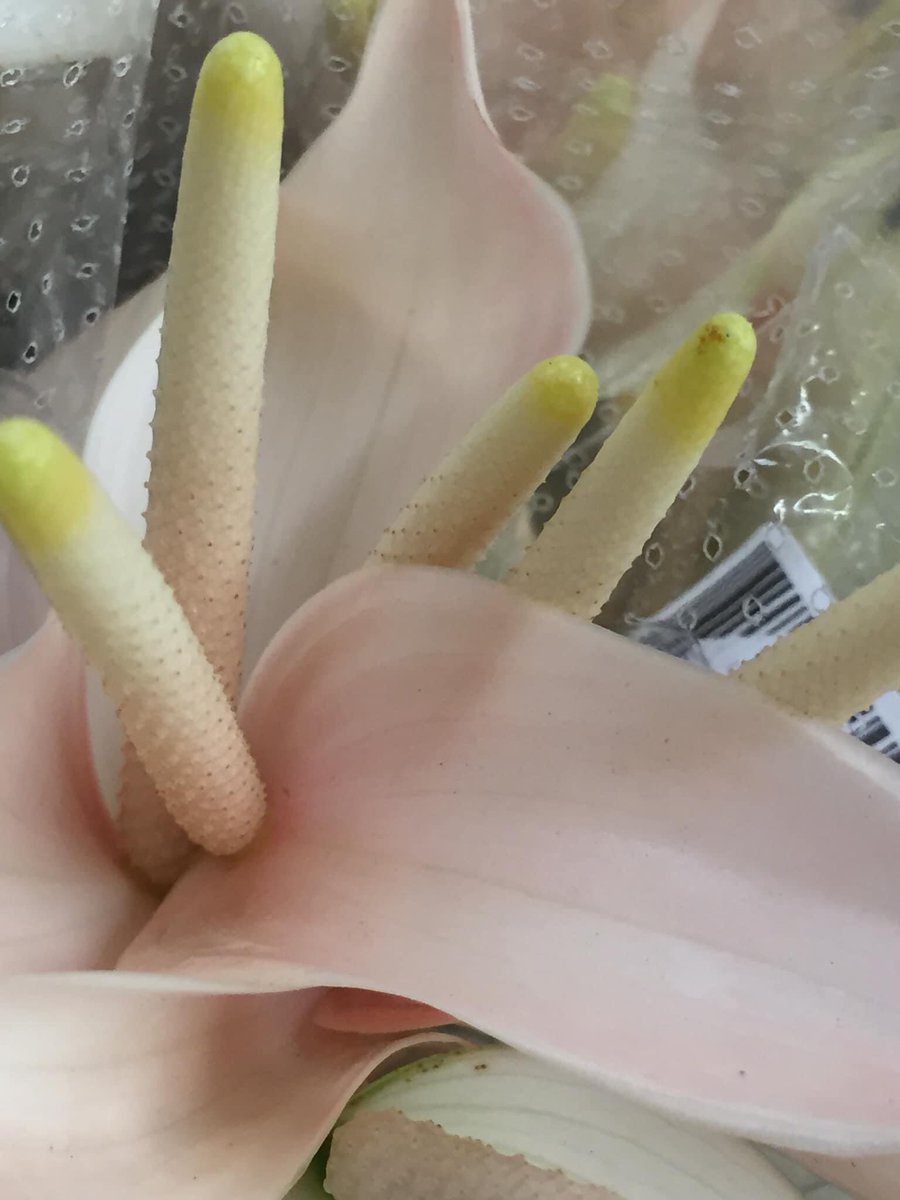 DizzyBigIsland🌋🧷 tweet media