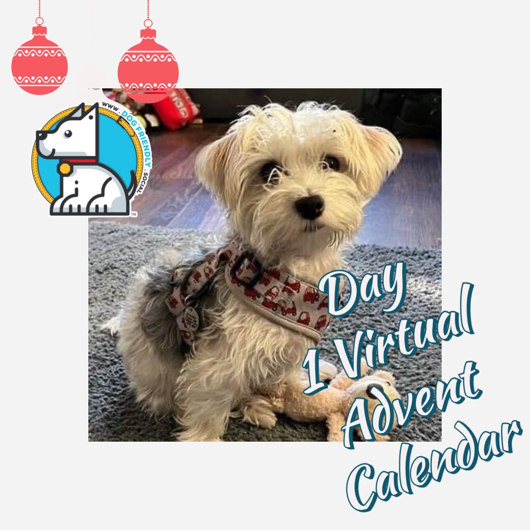 DogFriendly_UK's tweet photo. Day One of our Virtual Advent Calendar we hope you will join @ArtofDogPhoto @puptalk101 @DogDeskRadio @Myanxiousdog @AnimalHealthUK @hounds_hooves @TheDogAndI1 @Dorwest @pawsonplastic @pugandpuffin @KoolK9Kids @ButternutBox @Muttkuts @annawebbdogs @SteveMannDog @ThePawPostUk https://t.co/7554LX95lu