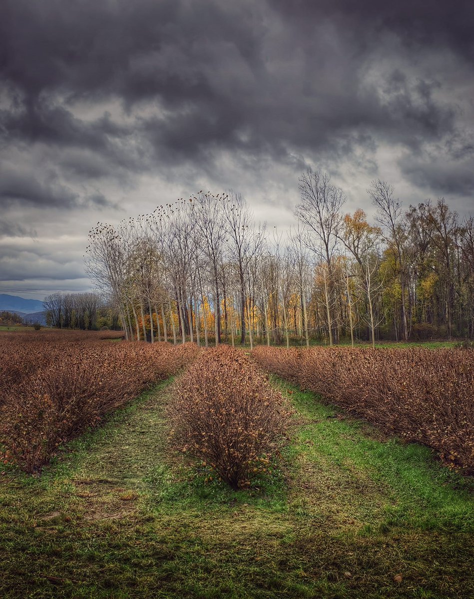 OTDromArdeche's tweet photo. 🍂 C'EST L'AUTOMNE 🍂
🗣️" L'automne est un deuxième ressort où chaque feuille est une fleur. " (Albert Camus) 
🌄Une impression que cette période nous délivre son plus beau visage autour d'Anneyron 
📸Photo : Annick Chantereau 

#nature #PorteDromArdèche #automne https://t.co/2wJXNGoOYm