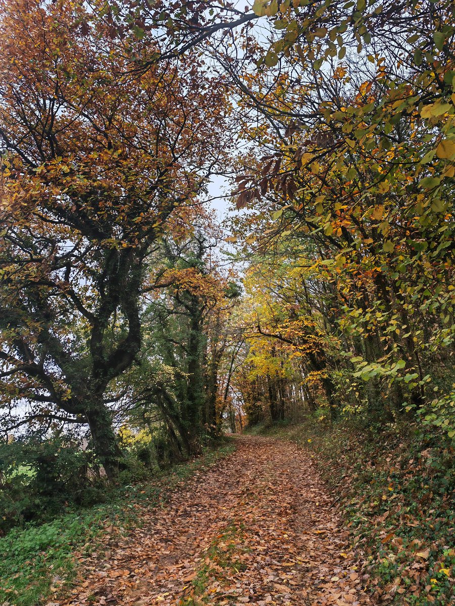 OTDromArdeche's tweet photo. 🍂 C'EST L'AUTOMNE 🍂
🗣️" L'automne est un deuxième ressort où chaque feuille est une fleur. " (Albert Camus) 
🌄Une impression que cette période nous délivre son plus beau visage autour d'Anneyron 
📸Photo : Annick Chantereau 

#nature #PorteDromArdèche #automne https://t.co/2wJXNGoOYm
