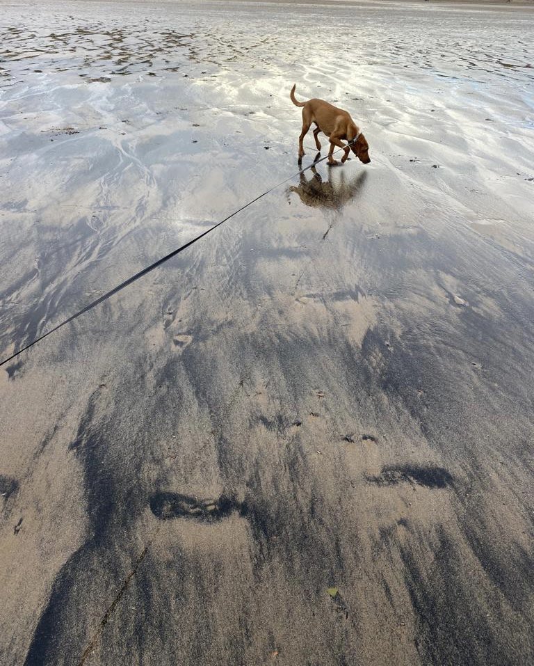 RextheLabrador's tweet image. 🐾