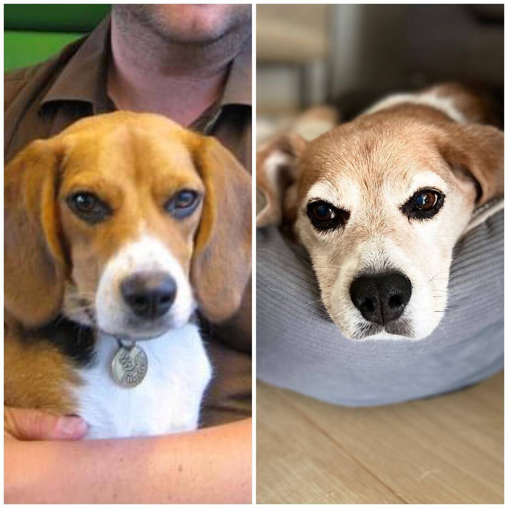 🤍🐾 Happy 13th birthday Ruby 🐾🤍 It’s true: every grey hair tells a story (and 99% of these stories are about Ruby doing something mischievous…). 🤦🏻‍♀️😂 #adoptdontshop #birthdaygirl #birthdaybeagle #13yearsold #Ruby_sht #rubythebeagle #beaglesofinstagram #beaglelife #beaglelov…