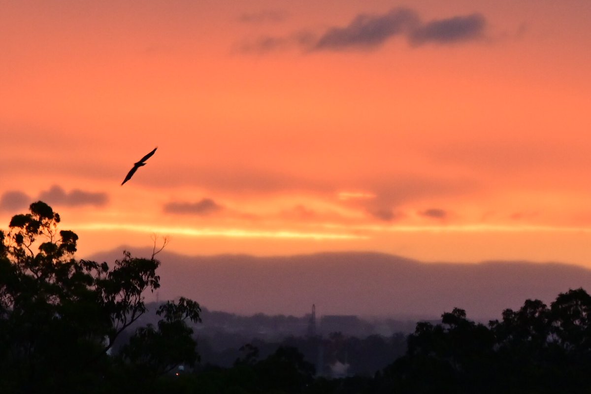 GeorgeSz12's tweet photo. Hi All,
Sunset to night over the Darling Downs from my House
#sunsset #darlingdowns
Have a great night
@olivia_brisbane @DiQld
@Bildagraham1
@Harley_Roze_BBW https://t.co/SQALd7wPvY