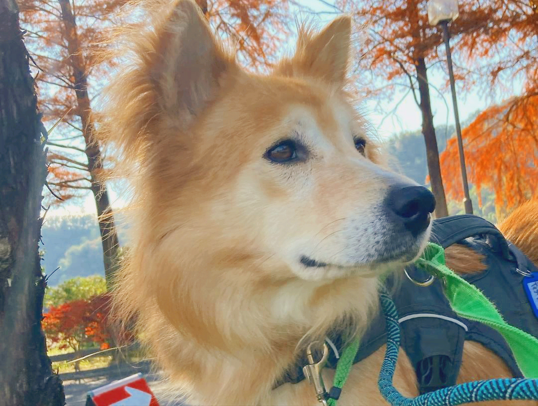PeaceWankoJapan's tweet photo. 🐶会いに行こう！🐕
あきる野譲渡センターで里親募集中の「ティターンズ」は推定6歳の女の子。
自然豊かなあきる野で、マイペースにお散歩を楽しんでいます。
この前、鹿に遭遇した時は未知の生き物をじっと見つめて観察👀
あきる野に来て約2ヶ月、とてもお利口なティターンズでした。
#ピースワンコ https://t.co/DioJwCZVCM