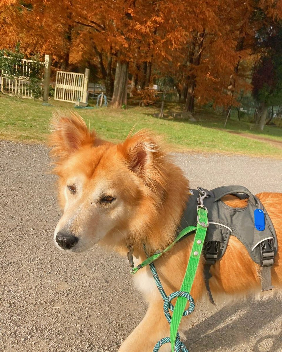 PeaceWankoJapan's tweet photo. 🐶会いに行こう！🐕
あきる野譲渡センターで里親募集中の「ティターンズ」は推定6歳の女の子。
自然豊かなあきる野で、マイペースにお散歩を楽しんでいます。
この前、鹿に遭遇した時は未知の生き物をじっと見つめて観察👀
あきる野に来て約2ヶ月、とてもお利口なティターンズでした。
#ピースワンコ https://t.co/DioJwCZVCM