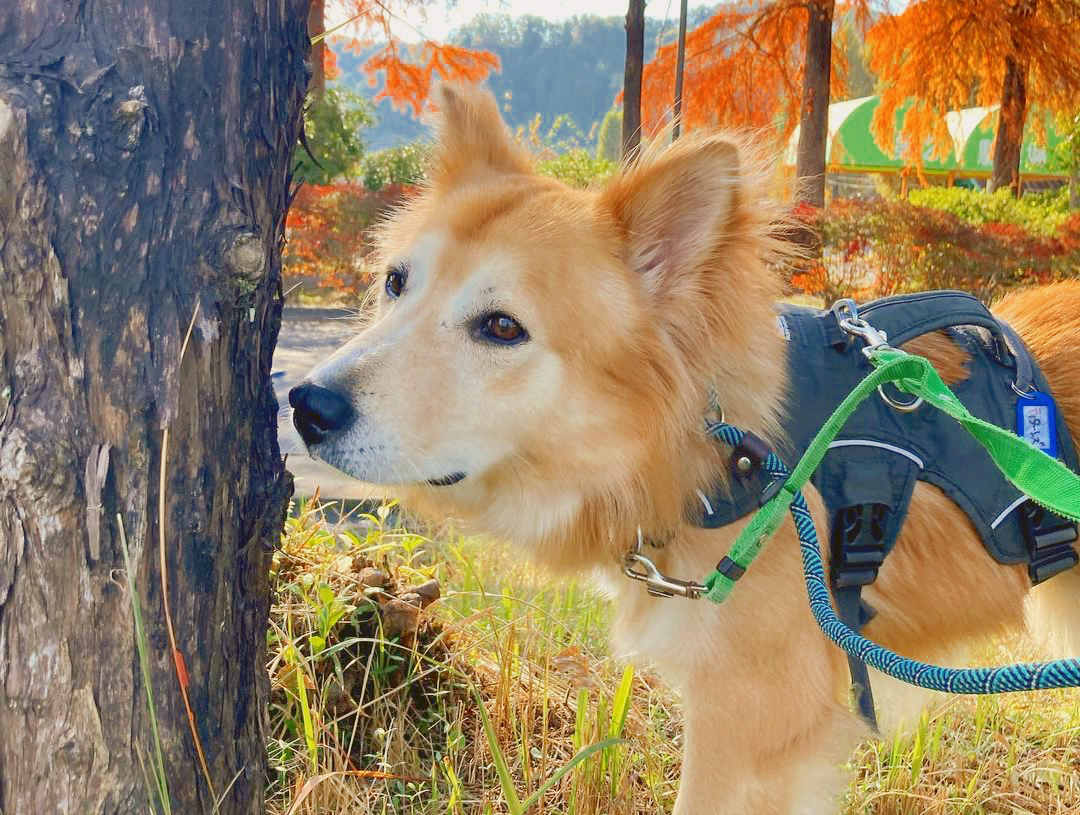 PeaceWankoJapan's tweet photo. 🐶会いに行こう！🐕
あきる野譲渡センターで里親募集中の「ティターンズ」は推定6歳の女の子。
自然豊かなあきる野で、マイペースにお散歩を楽しんでいます。
この前、鹿に遭遇した時は未知の生き物をじっと見つめて観察👀
あきる野に来て約2ヶ月、とてもお利口なティターンズでした。
#ピースワンコ https://t.co/DioJwCZVCM