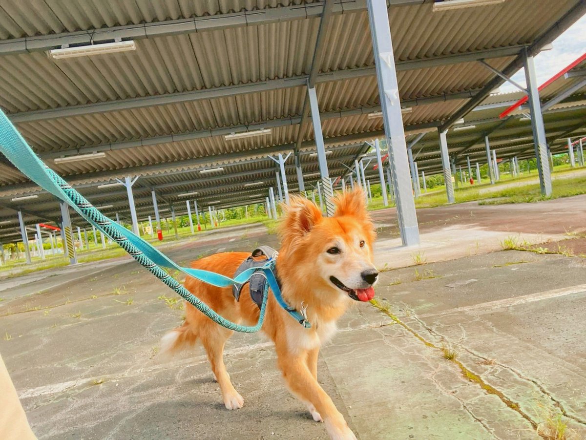 PeaceWankoJapan's tweet photo. 🐶会いに行こう！🐕
あきる野譲渡センターで里親募集中の「ティターンズ」は推定6歳の女の子。
自然豊かなあきる野で、マイペースにお散歩を楽しんでいます。
この前、鹿に遭遇した時は未知の生き物をじっと見つめて観察👀
あきる野に来て約2ヶ月、とてもお利口なティターンズでした。
#ピースワンコ https://t.co/DioJwCZVCM