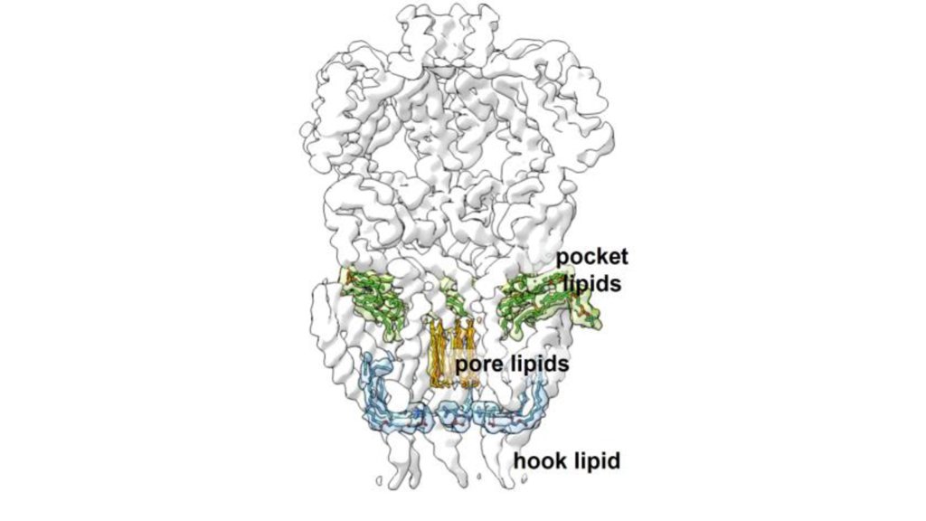 Have a look at our recent review on  "How Functional Lipids Affect the Structure and Gating of Mechanosensitive MscS-like Channels"
mdpi.com/1422-0067/23/2…