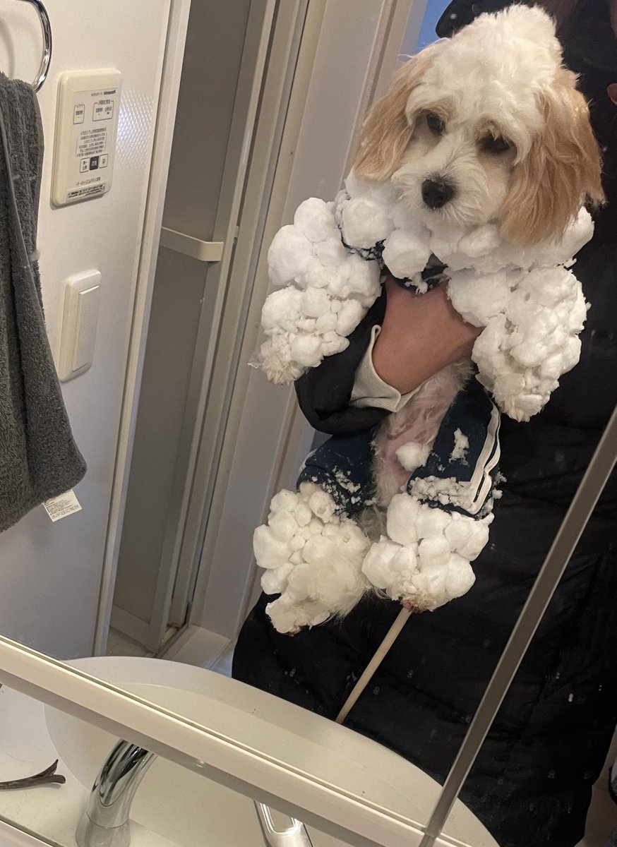 雪のなか散歩した犬さん 最初ははしゃぐも15分後にこうなる 解せぬ 同じ状況のワンちゃん集まる Togetter